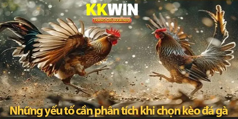 Mẹo phân tích kèo đá gà chơi đâu thắng đó ở KKWIN